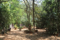 Pitchandikulam-forest-1