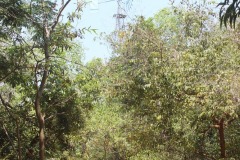 Pitchandikulam-forest-12