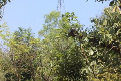 Pitchandikulam-forest-13